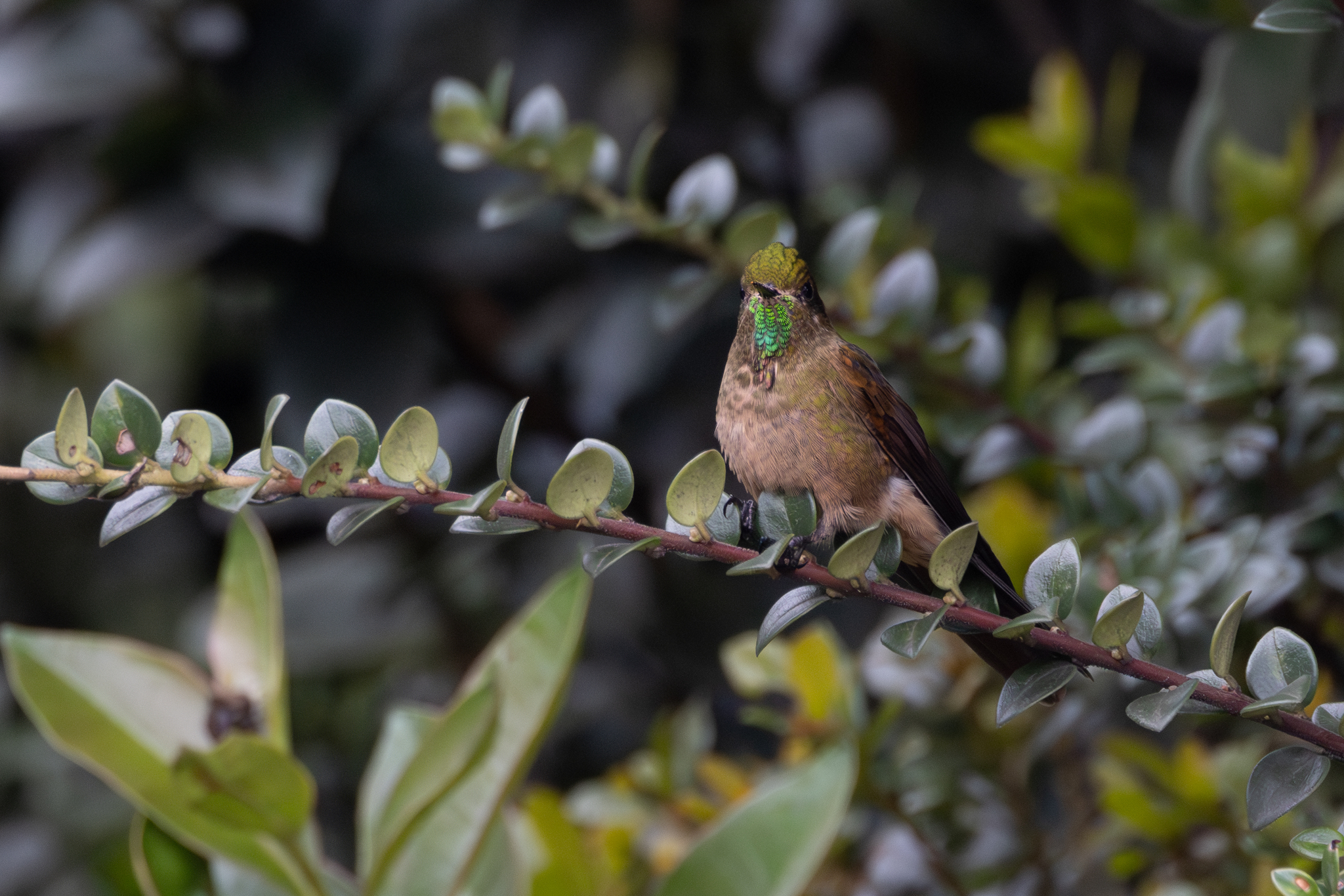 Bronze-tailed Thornbill (Chalcostigma heteropogon), photo 10