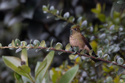Bronze-tailed Thornbill (Chalcostigma heteropogon), photo 10
