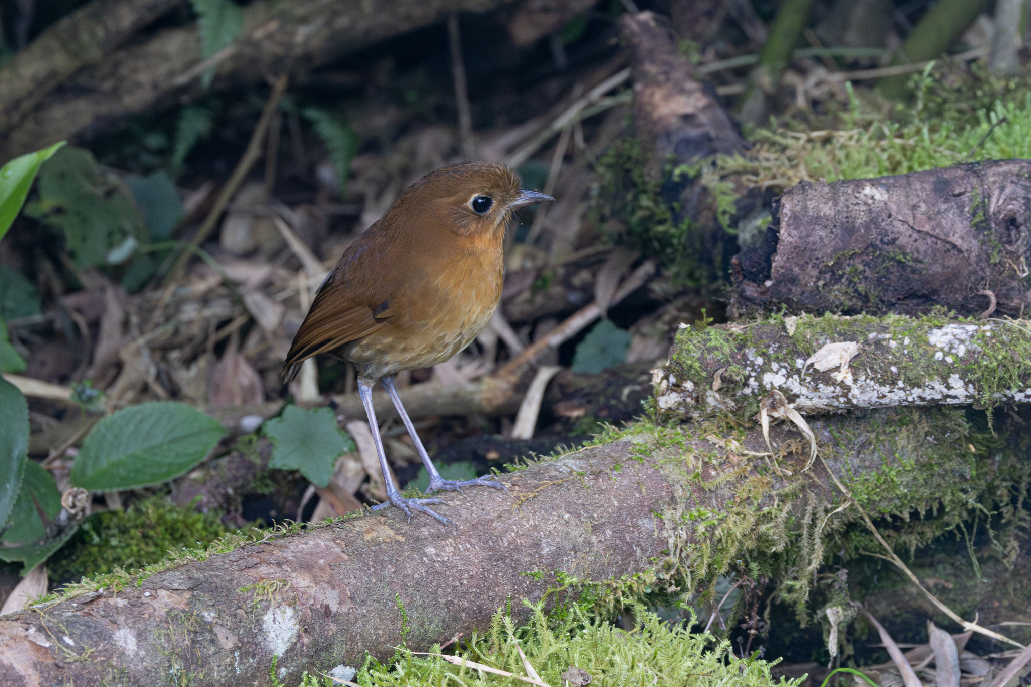Muisca Antpitta (Grallaria rufula), photo 9