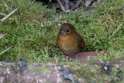 Muisca Antpitta (Grallaria rufula), photo 7