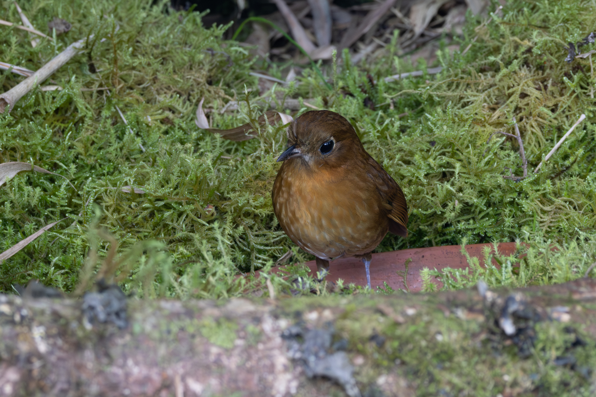 Muisca Antpitta (Grallaria rufula), photo 10