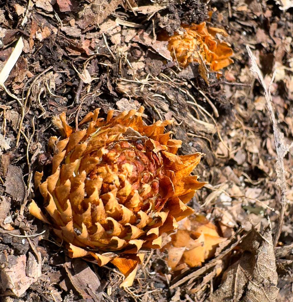 American cancer-root from Buncombe County, NC, USA on March 28, 2024 at ...