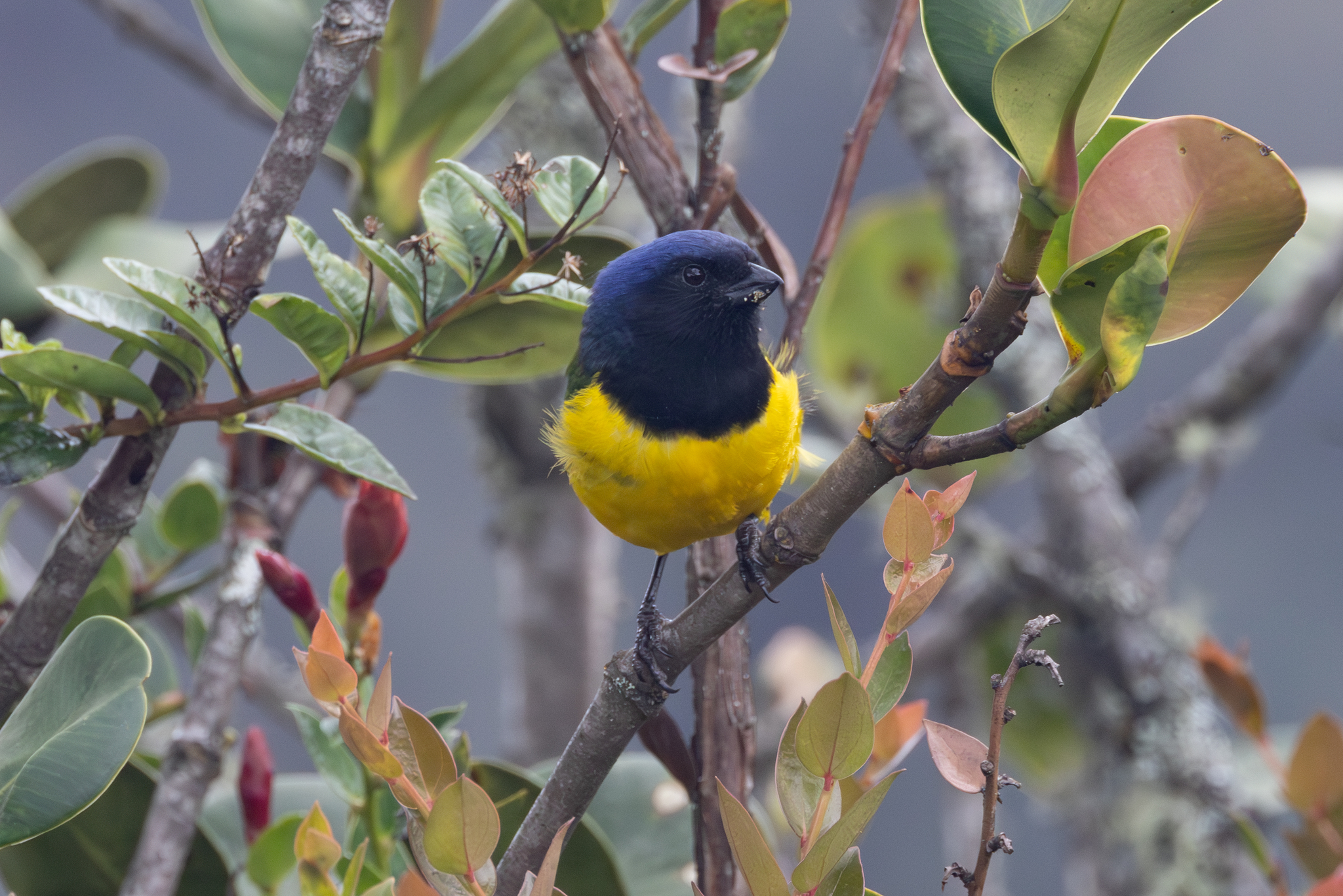 Black-chested Mountain Tanager (Cnemathraupis eximia), photo 4