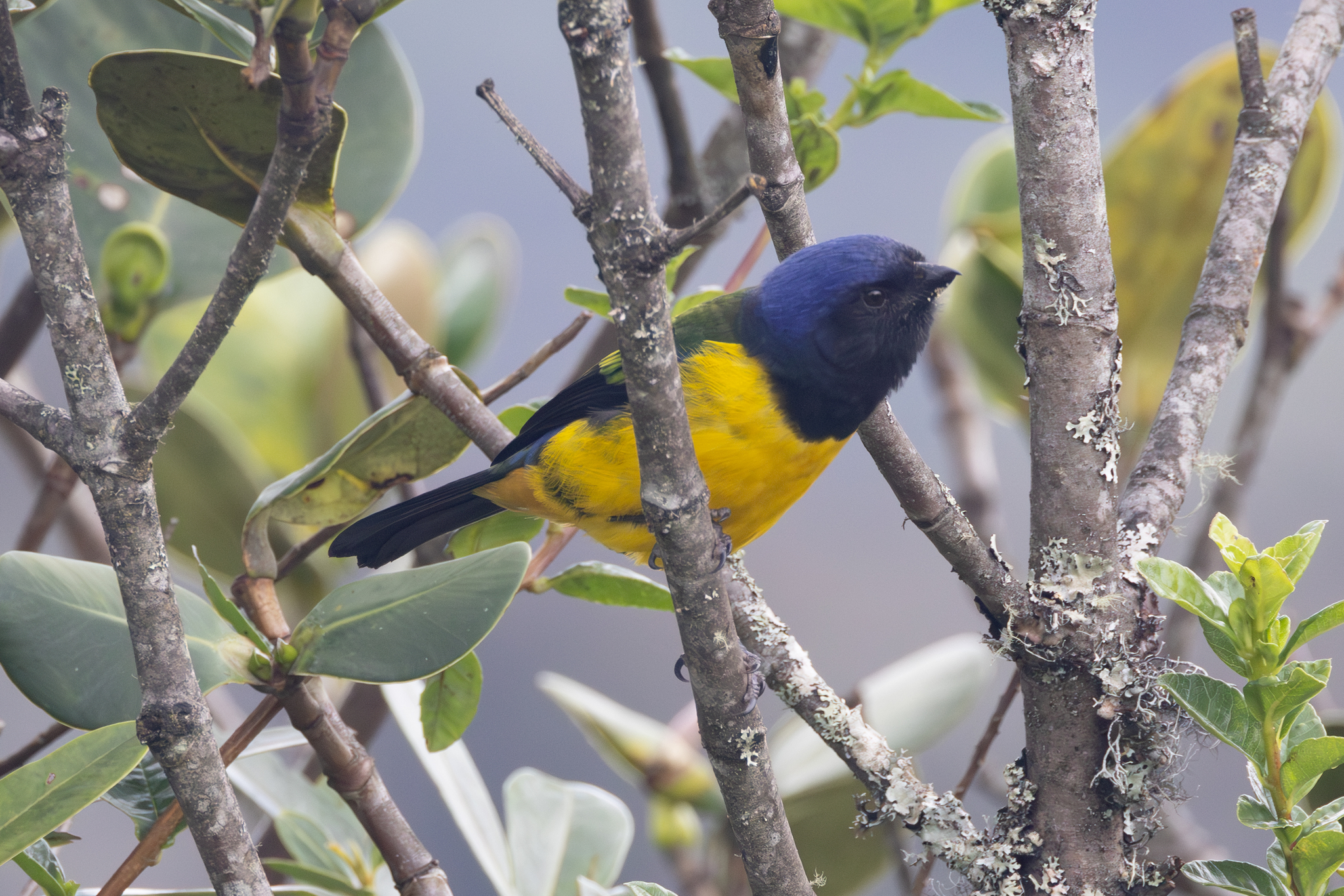 Black-chested Mountain Tanager (Cnemathraupis eximia), photo 5