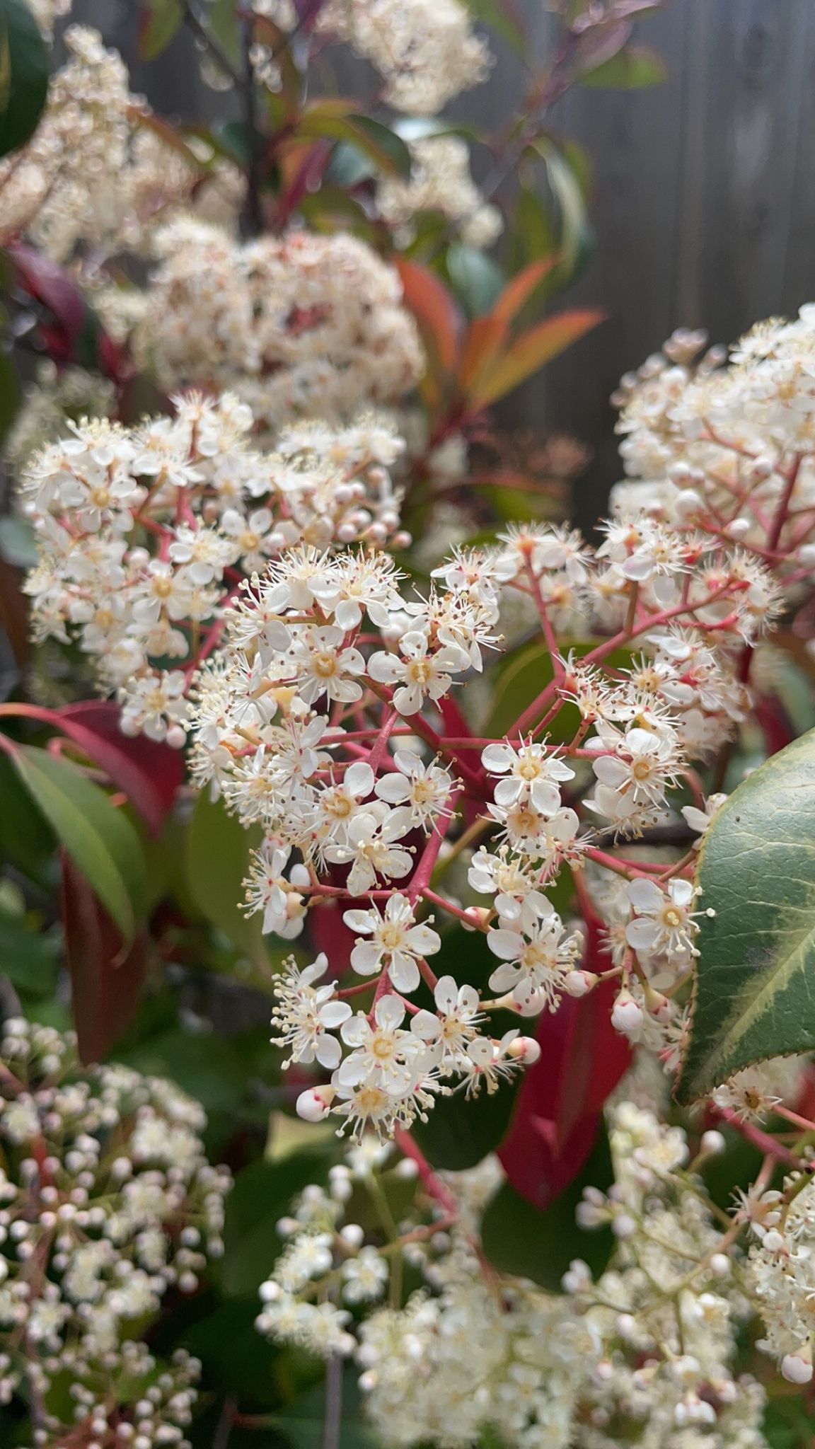 Imagem de Photinia x fraseri