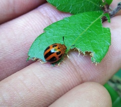 Plagiodera semivittata