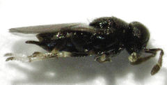 Epiblatticida minutissimus
