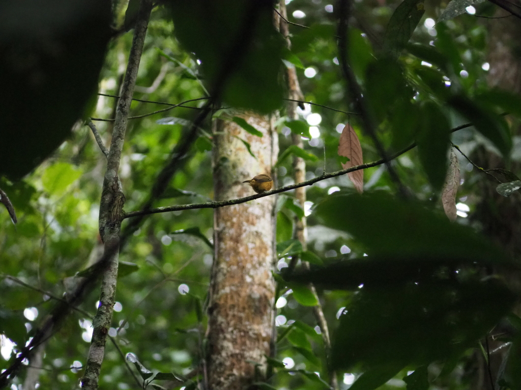 Ochre Bellied Flycatcher From Reserva Forestal Bosque De Yotoco Yotoco Valle Del Cauca