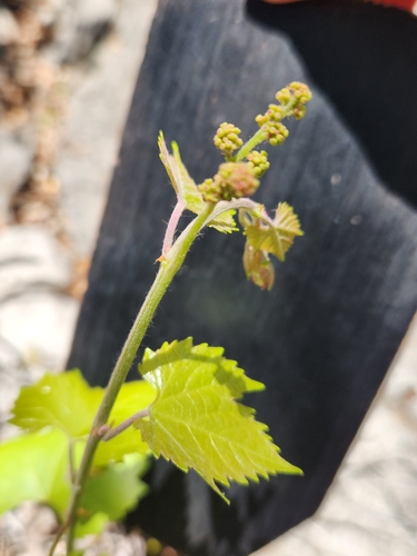 Image of Vitis monticola by (c) Jo Roberts, some rights reserved (CC BY)