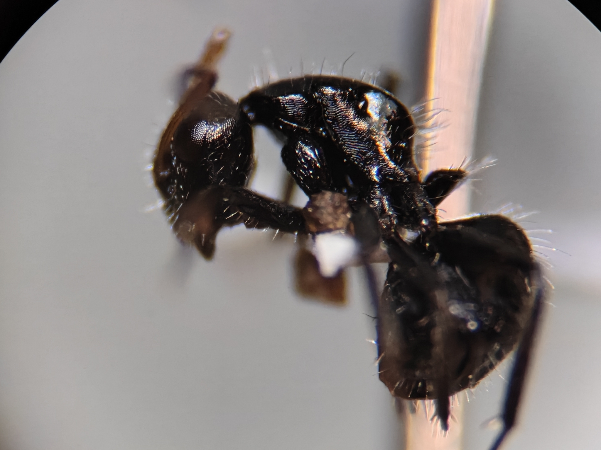 Camponotus excisus