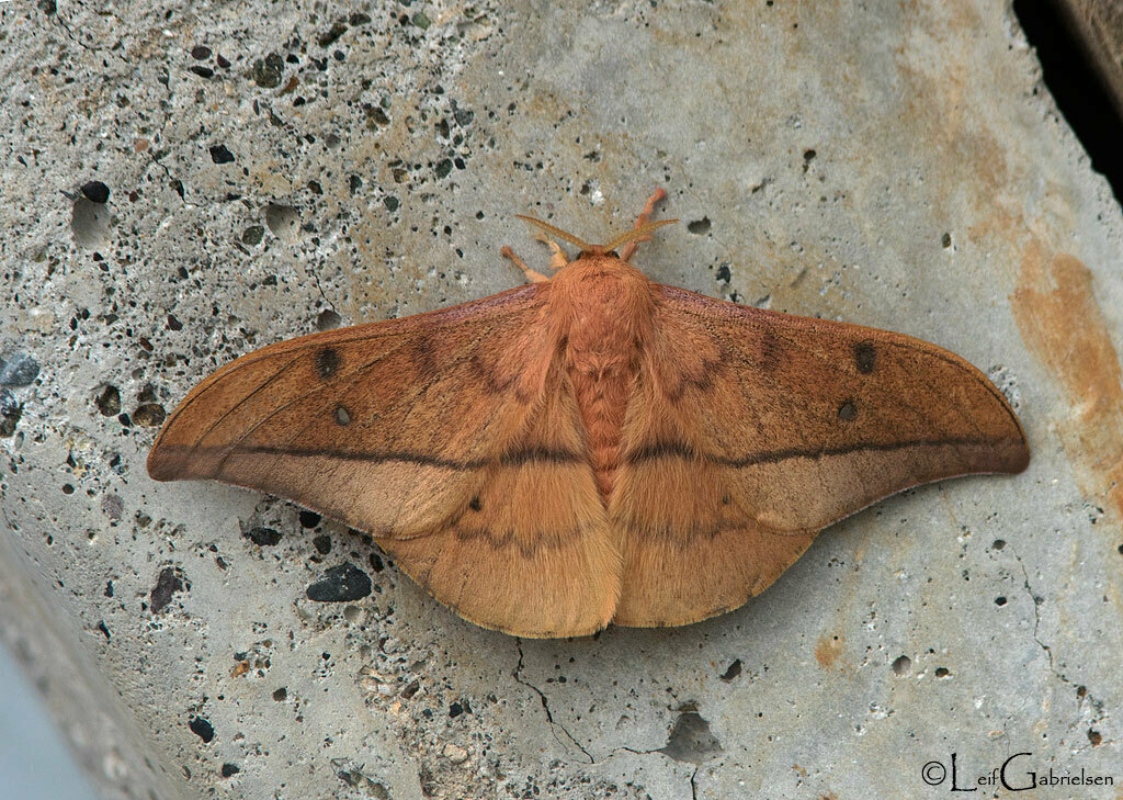Cricula kareli
