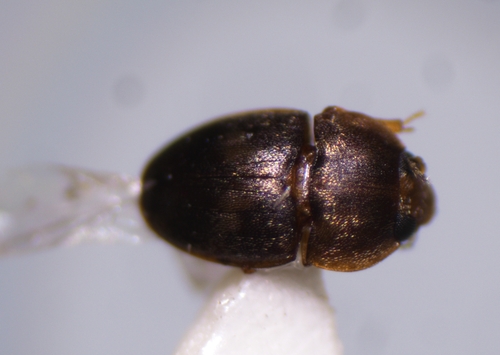 Beetle