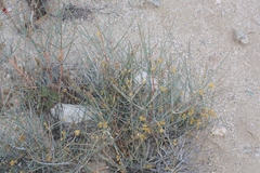 Ephedra nevadensis