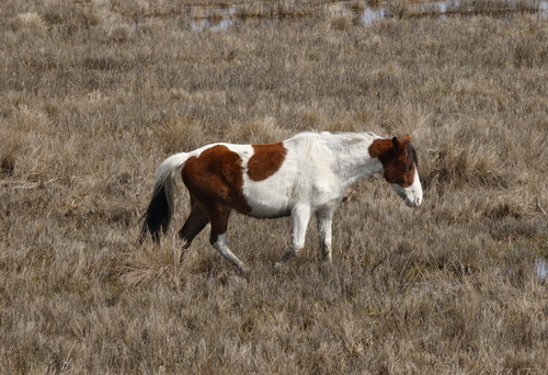 Domestic Horse photographed in Virginia