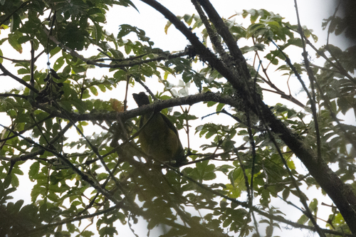 Grey-hooded Bush Tanager (Cnemoscopus rubrirostris), photo 3