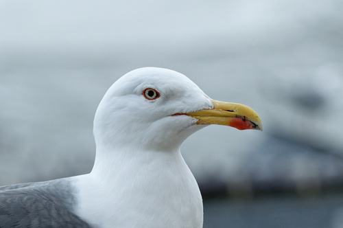Gaviota sombría (Larus fuscus)