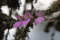 Comparettia macroplectron