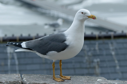 Foto de Lesser Black-backed Gull