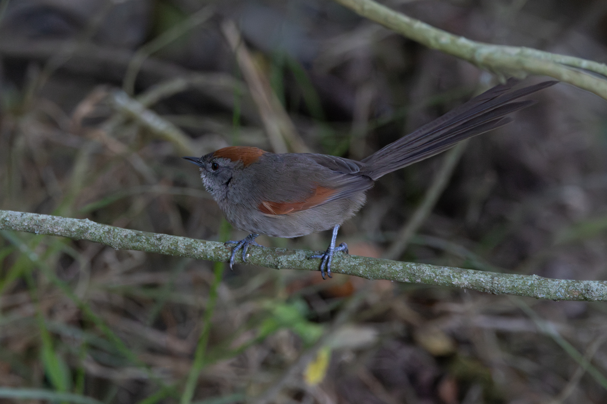 Silvery-throated Spinetail (Synallaxis subpudica), photo 2