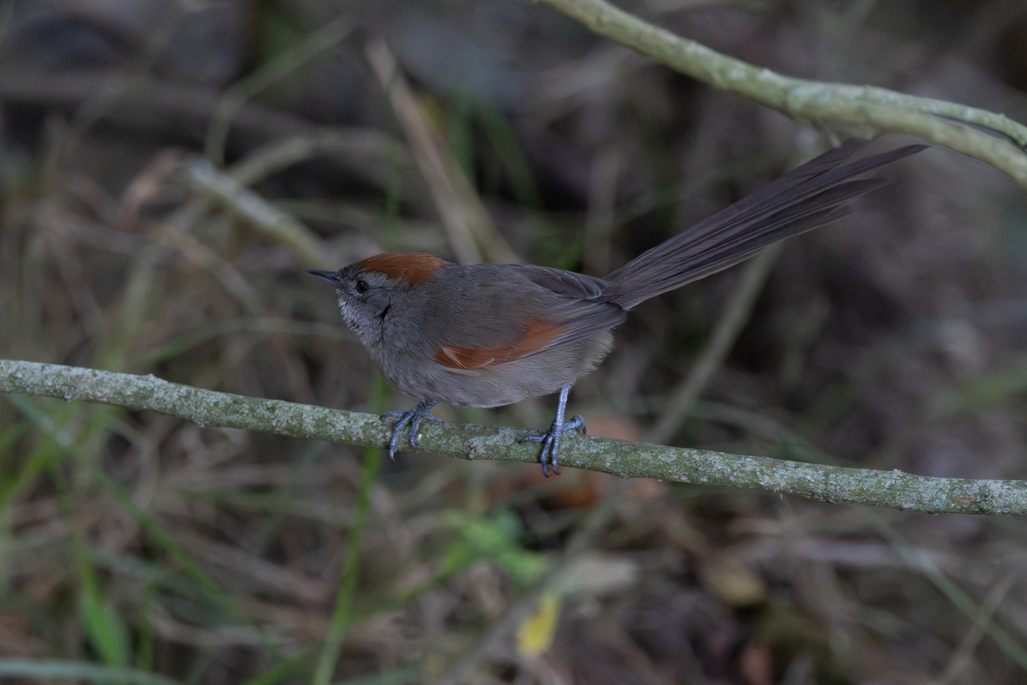 Silvery-throated Spinetail (Synallaxis subpudica), photo 3