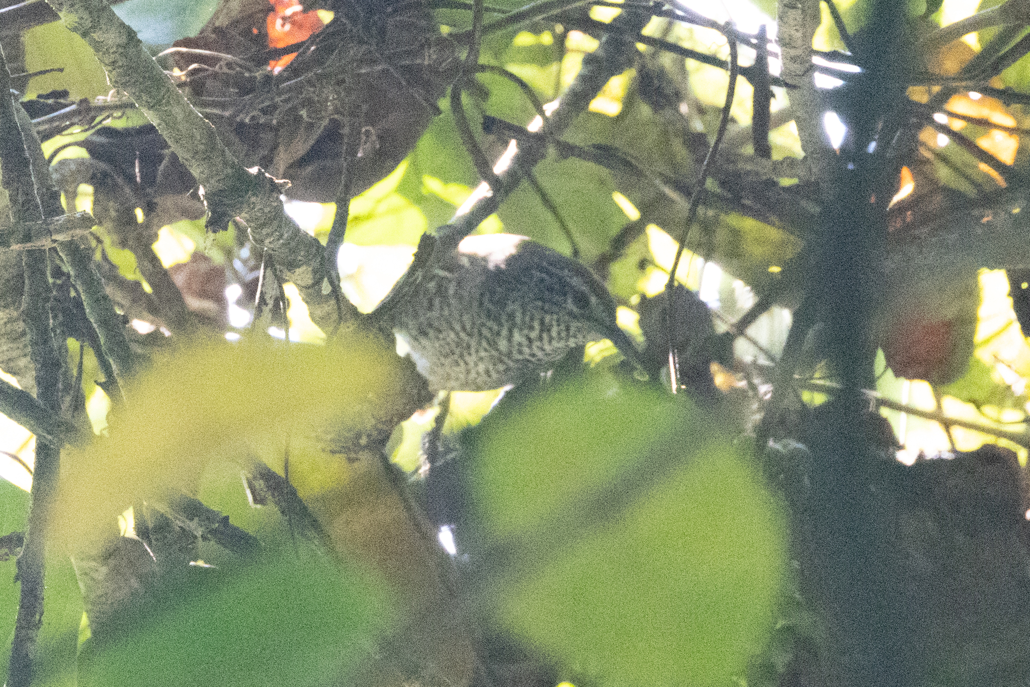 Speckle-breasted Wren (Pheugopedius sclateri), photo 9