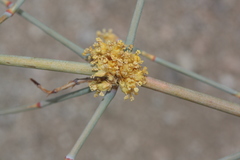 Ephedra nevadensis