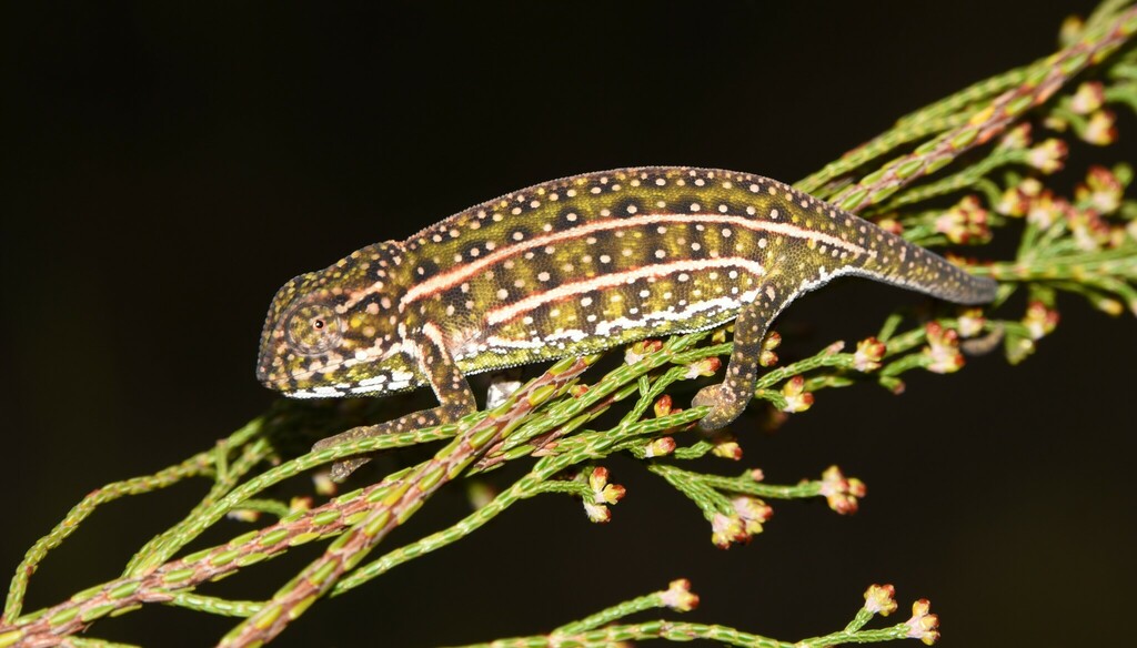 Campan's Chameleon
