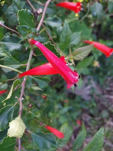 Image of Manettia cordifolia by (c) Roderick Cameron, some rights reserved (CC BY)