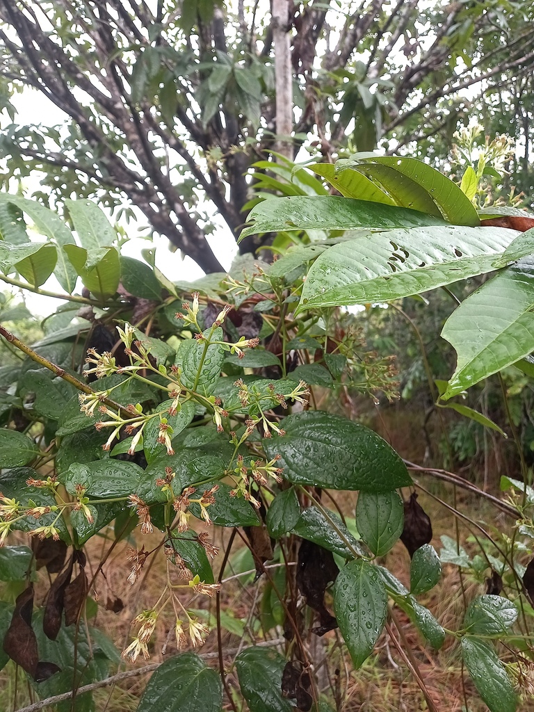 Mikania trinitaria