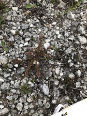 Euphorbia conferta