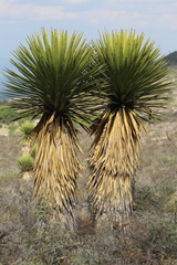Yucca carnerosana