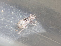 Pachyrhinus californicus