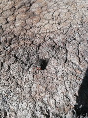 Sarcophagidae