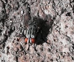 Sarcophagidae