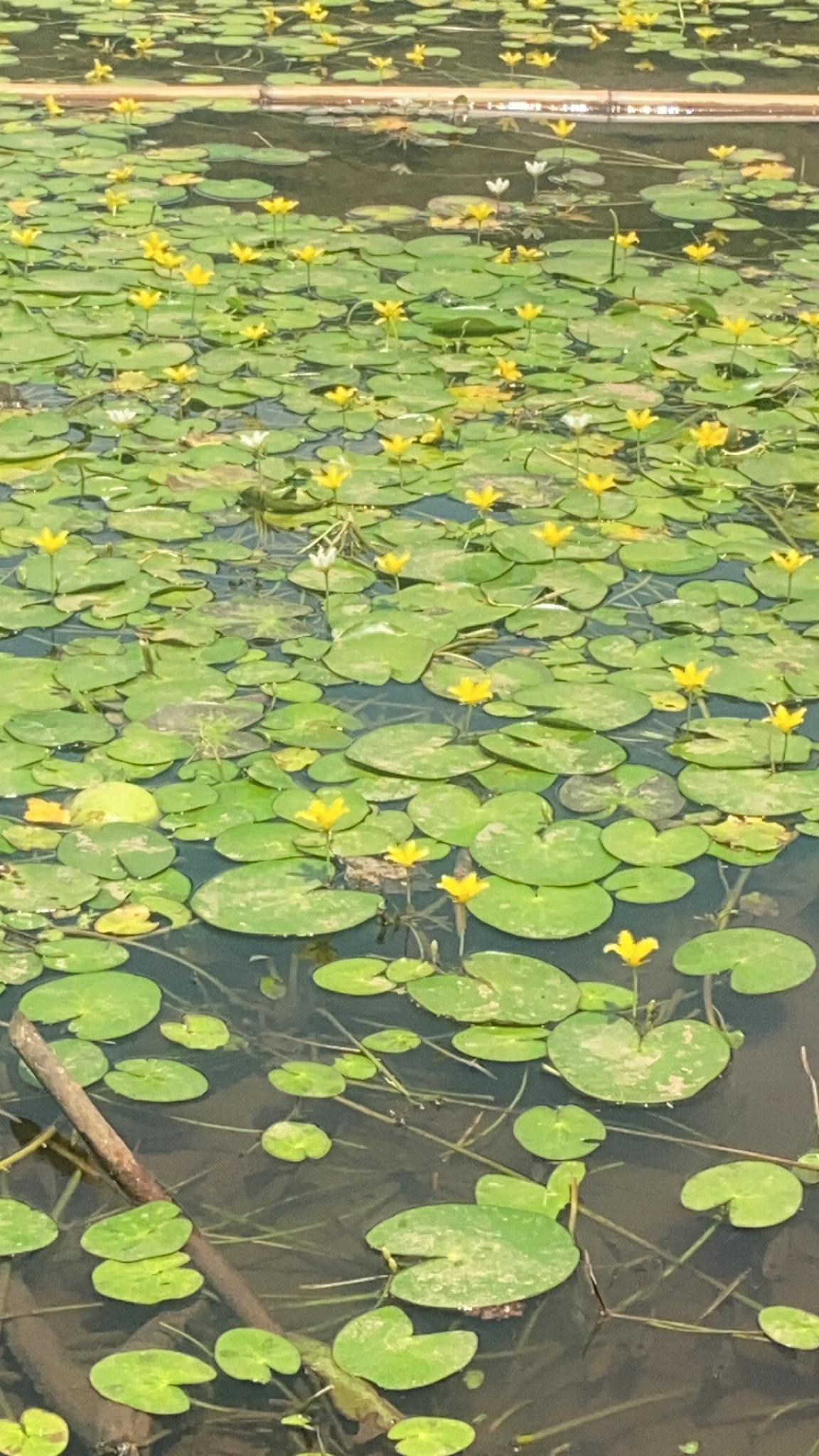 Imagem de Planta-espelho