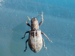 Pachyrhinus californicus