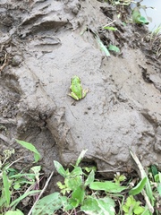 Hyla japonica