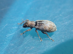 Pachyrhinus californicus