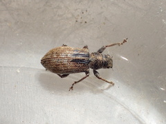 Pachyrhinus californicus