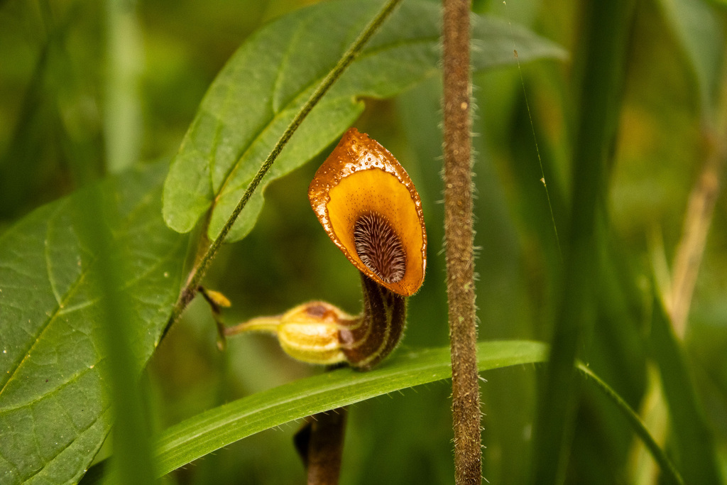 Aristolochia melastoma