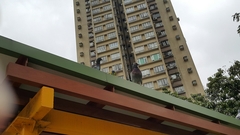 Columba livia domestica