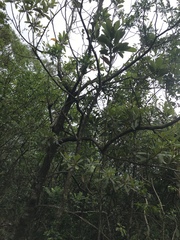 Zanthoxylum avicennae