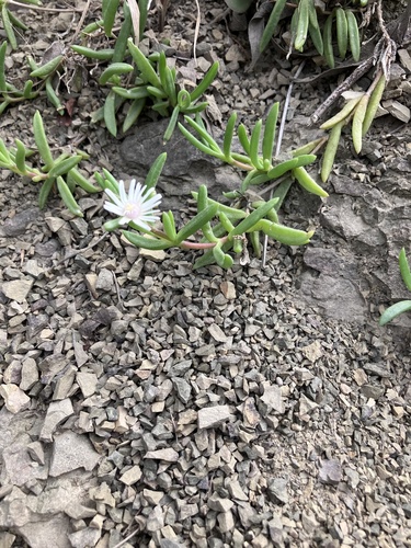Delosperma crassuloides (Delosperma crassuloides)