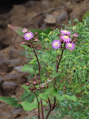 Pericallis echinata image