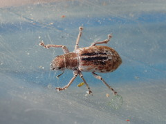 Pachyrhinus californicus