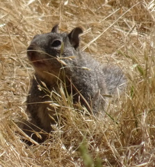 Otospermophilus beecheyi