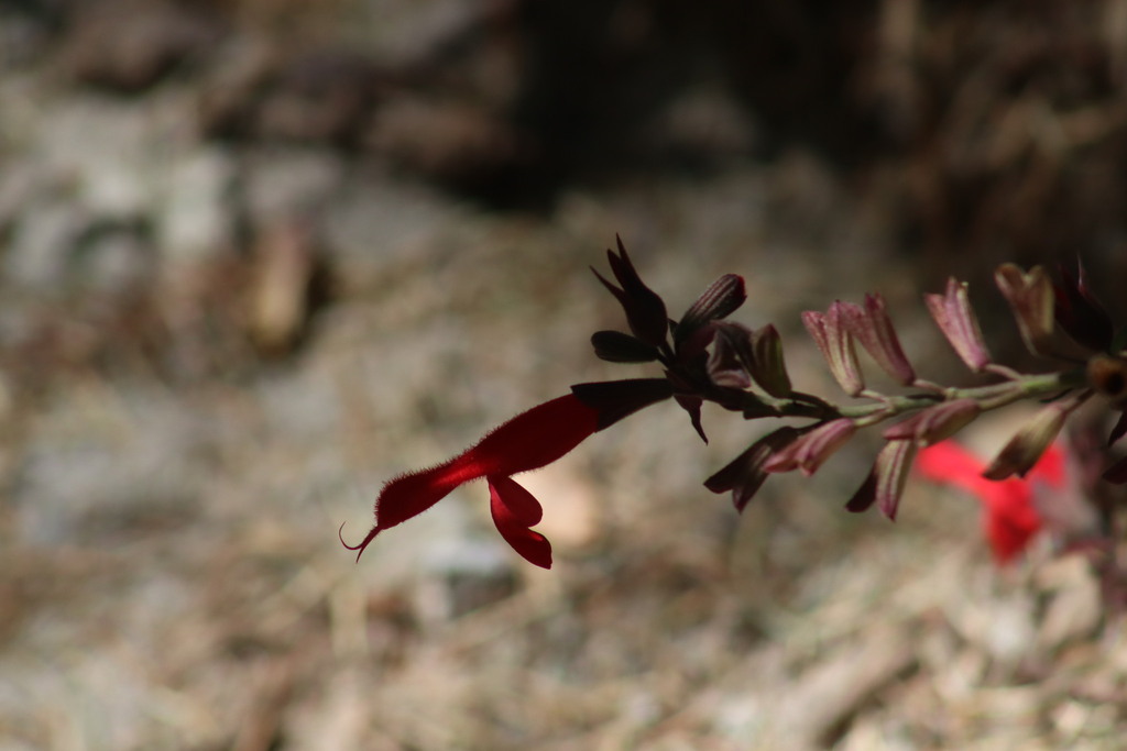 Cardinal Sage from Jiquipilco, Méx., México on February 11, 2024 at 02: ...