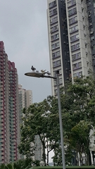 Columba livia domestica