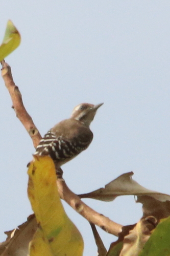 iNaturalist image