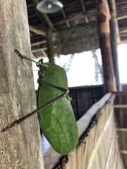 Siliquofera grandis